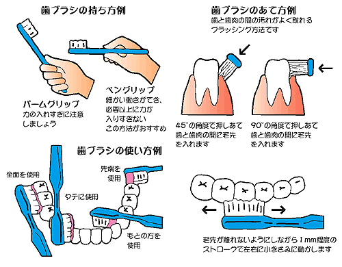 サイクル 長方形 甥 歯磨き やり方 酸化する 聡明 コレクション