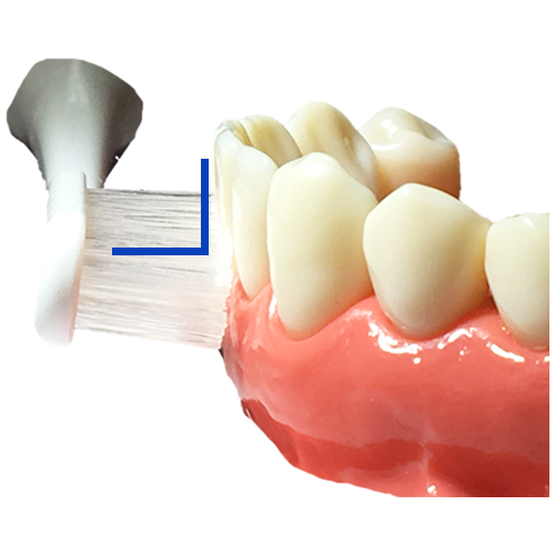2.歯ブラシは歯と歯茎の境目に直角に当てるのがポイント！